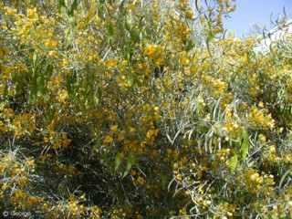 Senna artemisioides