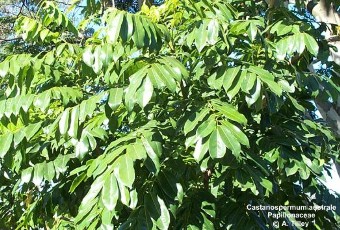 Castanospermum australe