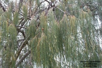 Casuarina equisetifolia