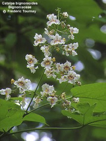 Catalpa bignonioides 