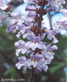 Catalpa bungei