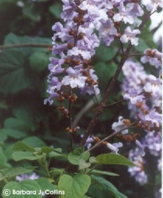 Catalpa bungei