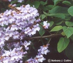 Catalpa bungei