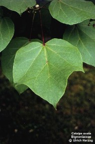 Catalpa ovata