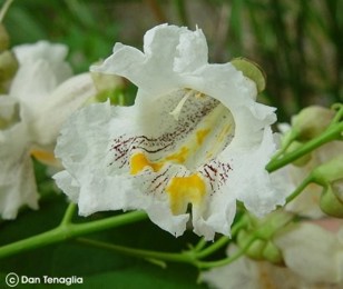 Catalpa speciosa