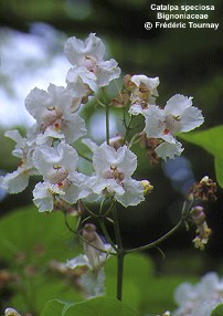 Catalpa speciosa