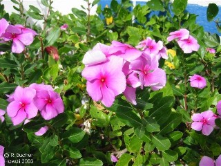 Catharanthus roseus