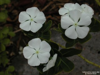 Catharanthus roseus 'alba'