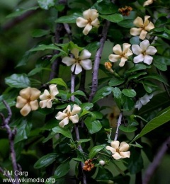 Catunaregam spinosa ssp. spinosa