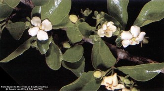 Catunaregam spinosa ssp. spinosa