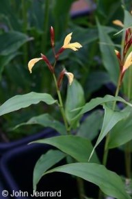 Cautleya gracilis