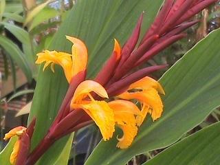 Cautleya spicata