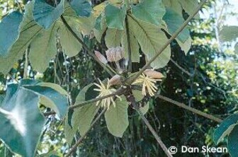 Cecropia peltata