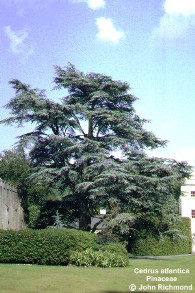 Cedrus atlantica glauca 