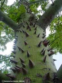 Ceiba pentandra