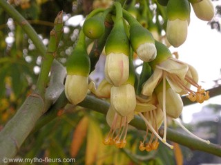 Ceiba pentandra