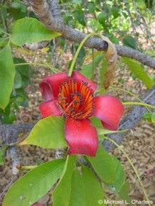 Ceiba pentandra