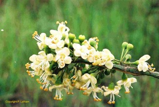 Ceiba pentandra