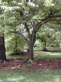 Celtis occidentalis 