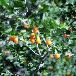 Celtis pallida