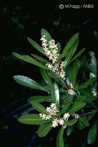 Cenarrhenes nitida