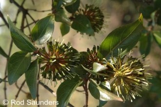 Cephalanthus natalensis