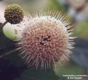 Cephalanthus occidentalis