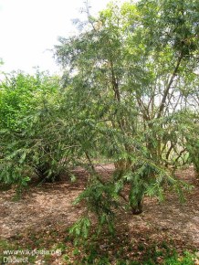 Cephalotaxus fortunei