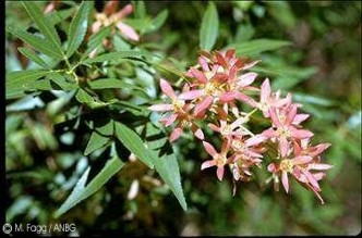 Ceratopetalum gummiferum