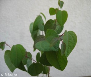 Cercidiphyllum japonicum 