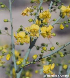 Cercidium floridum 