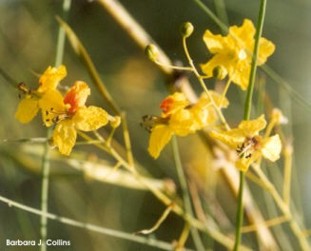 Cercidium microphyllum 