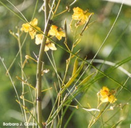 Cercidium microphyllum 