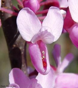 Cercis canadensis 