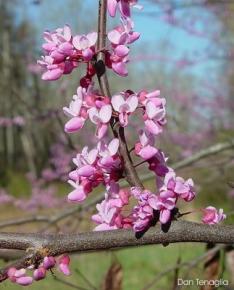 Cercis canadensis 