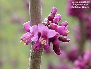 Cercis chinensis