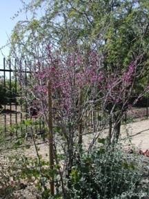 Cercis occidentalis 