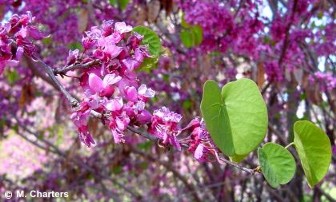 Cercis occidentalis 