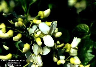 Cercis siliquastrum alba 