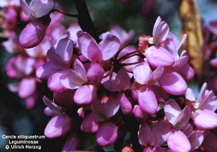 Cercis siliquastrum 