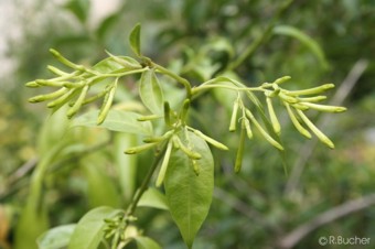 Cestrum nocturnum