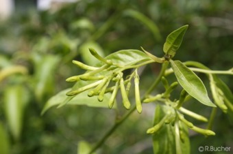 Cestrum nocturnum