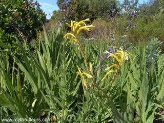 Chasmanthe floribunda