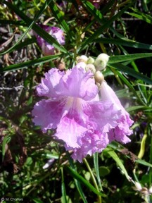 Chilopsis linearis 