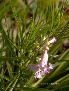 Chilopsis linearis 