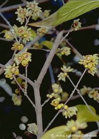 Chimonanthus praecox