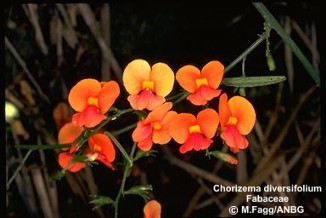 Chorizema diversifolium