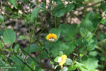 Chorizema ilicifolium