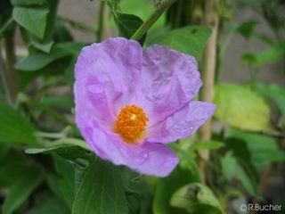 Cistus albidus 