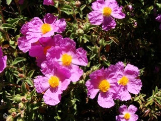 Cistus creticus